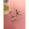 Mariposas